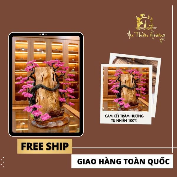 Cây Cảnh Trầm Hương – Mẫu 1