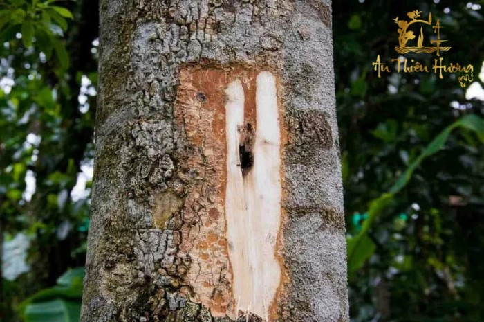 trầm hương nhân tạo