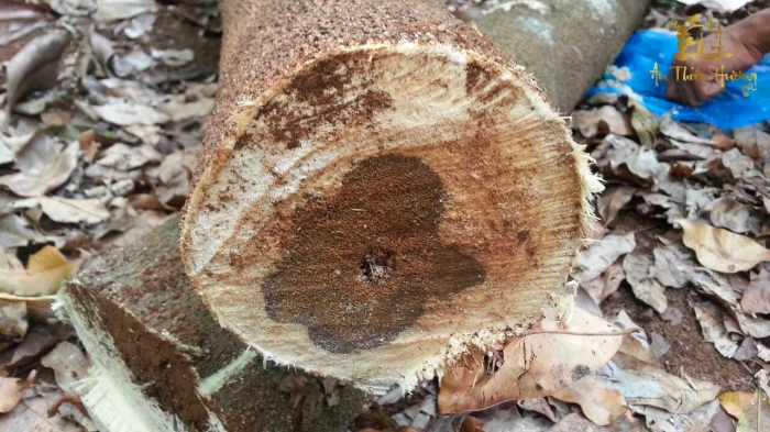 Trầm Hương là gì? Tổng hợp thông tin hữu ích về Trầm Hương 16 Trầm Hương Tự nhiên