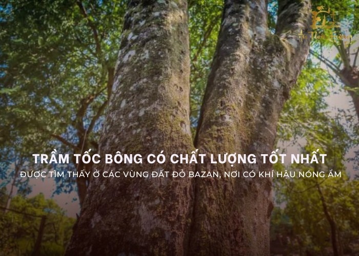 trầm tốc bông