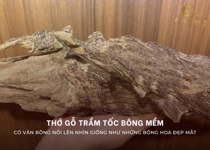 trầm tốc bông