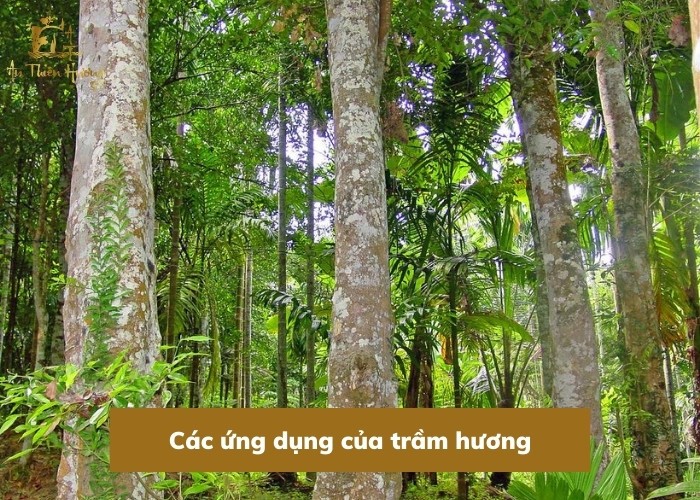 xứ sở trầm hương